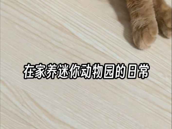 量大管饱，超多宠日常！！