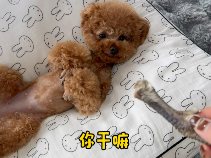 这狗都会“说话”了？说的也太像了吧！
