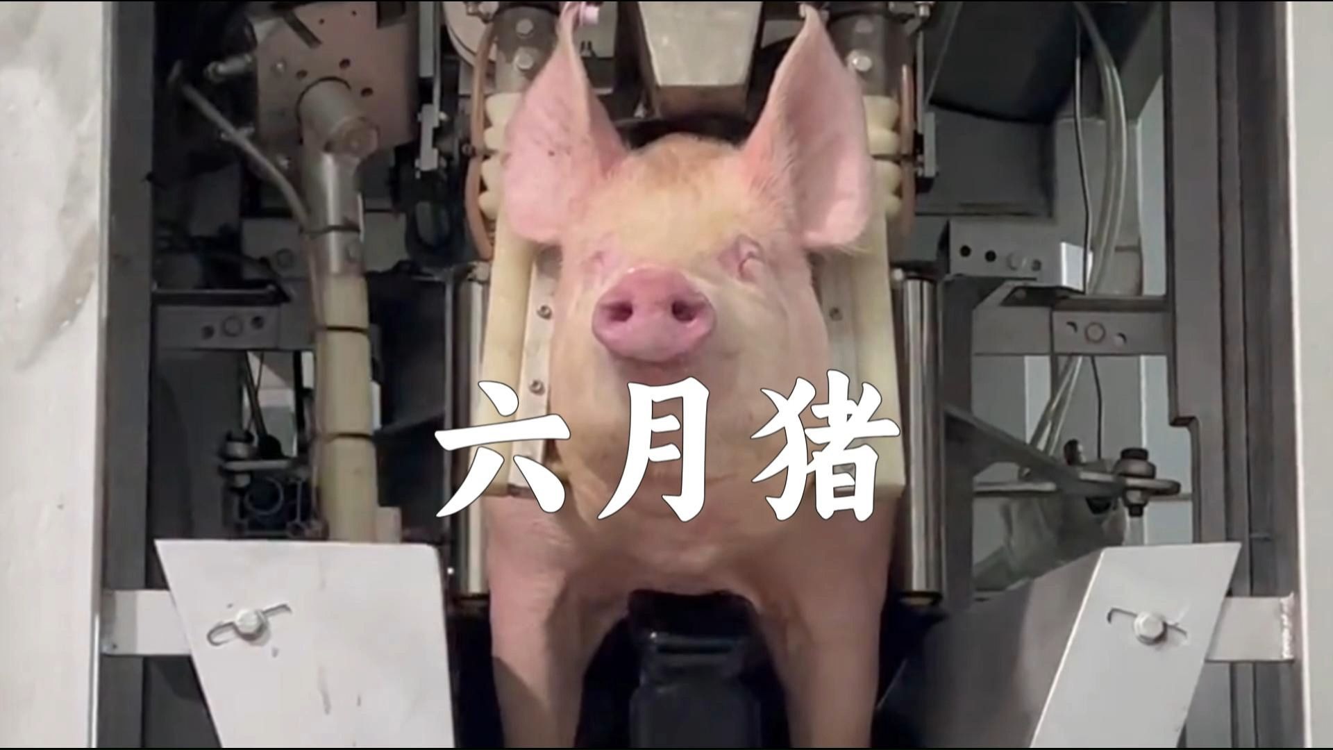 六月猪悲惨而短暂一生，我们都错怪他了