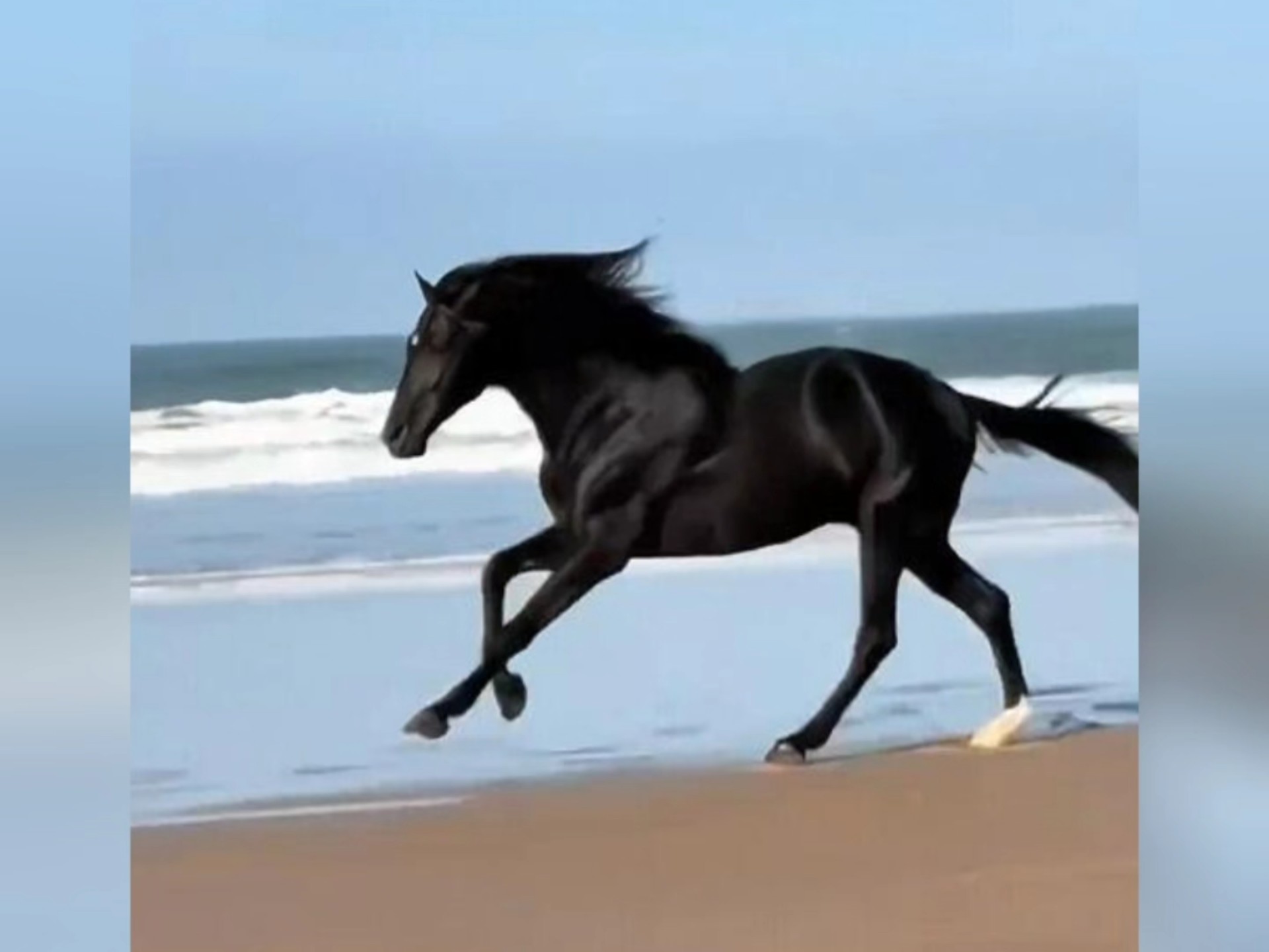 为什么马一旦离开人类就会死呢