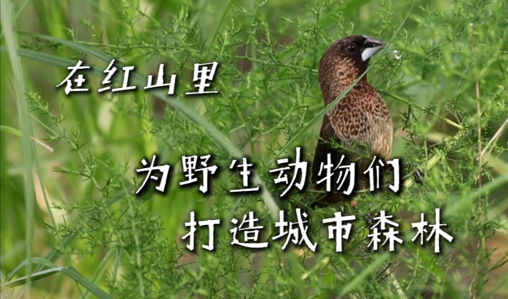 又不是第一次见，你怎么还这么凶！我们种下了100多种本土植物，还