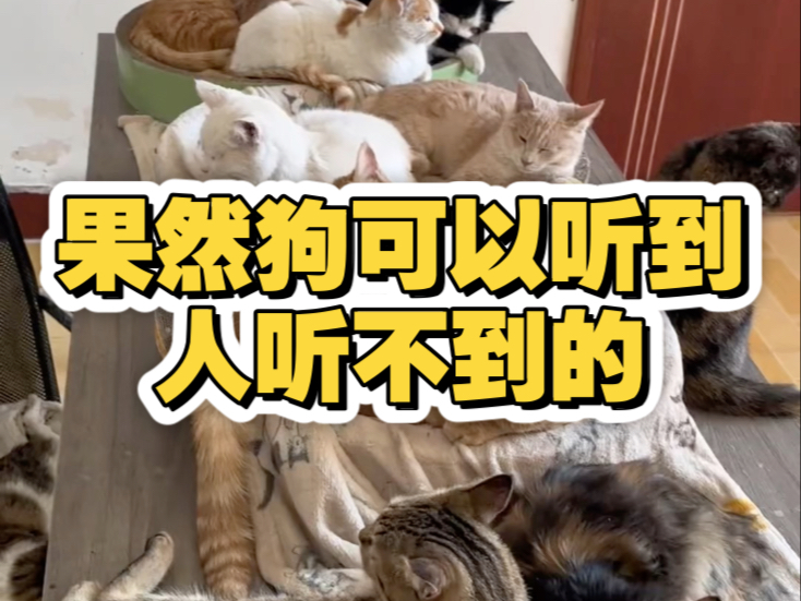 作为一名宠物沟通师 分享一下我的心得