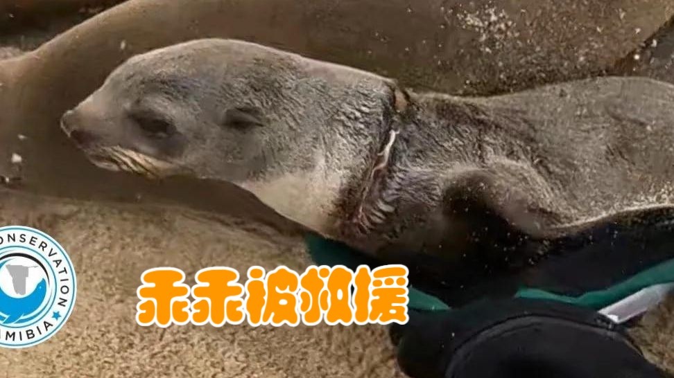 救援海狮合集：乖乖被救援后，快乐的跑向海里
