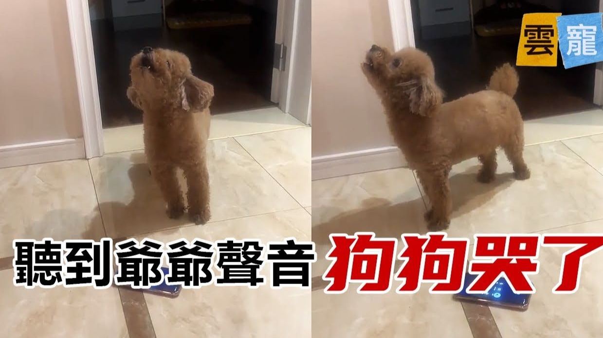 想爷爷了！狗狗在电话中倾述对爷爷的思念！