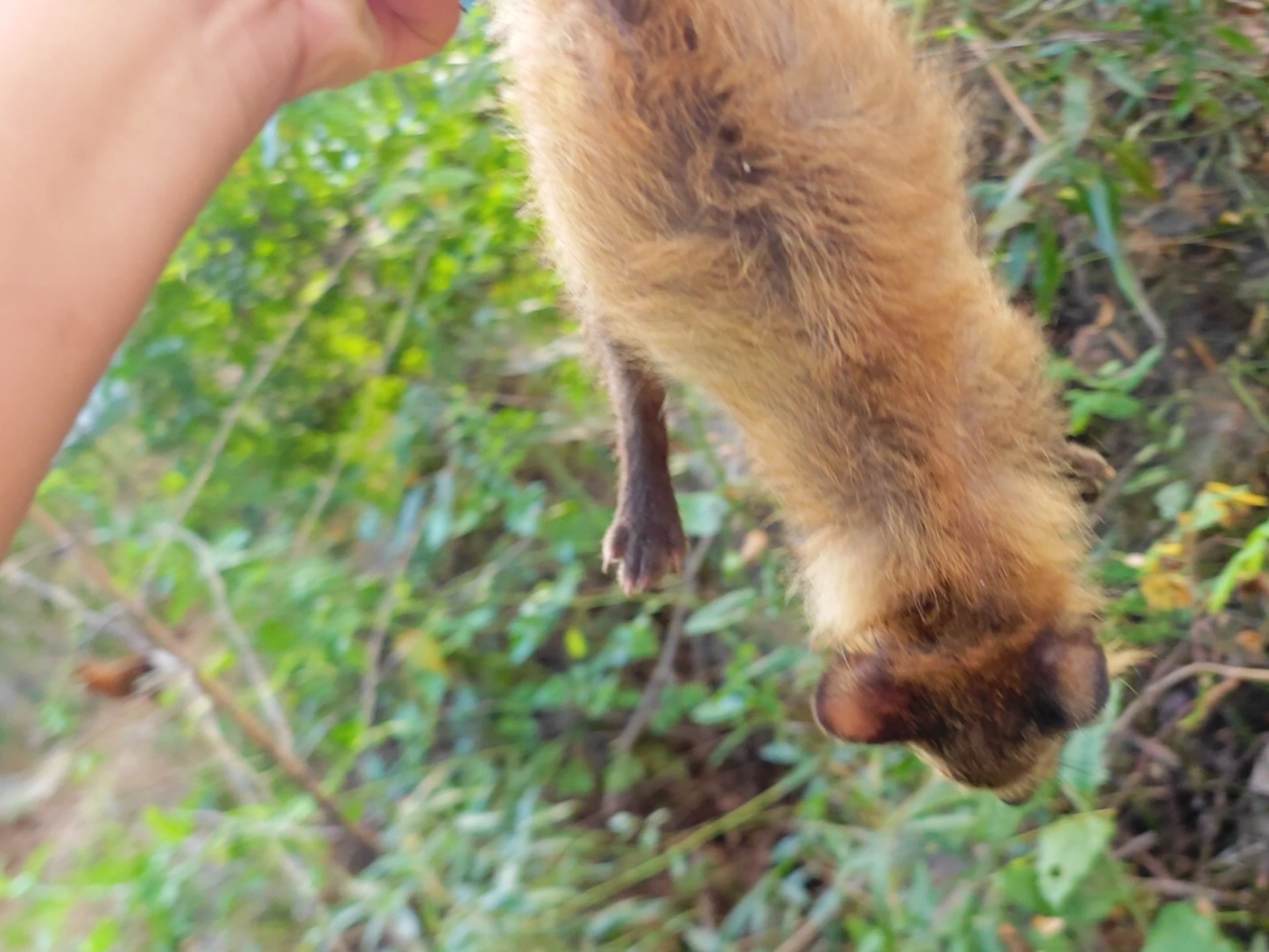 别的貉子眼里只有肉，这只小貉子只想找我玩！这还能放生吗？
