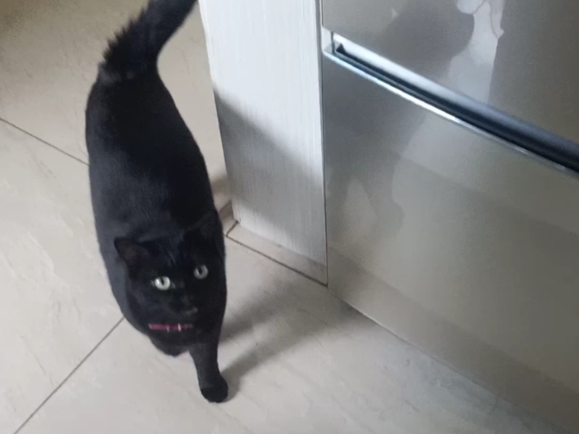 边吃边流泪的黑猫