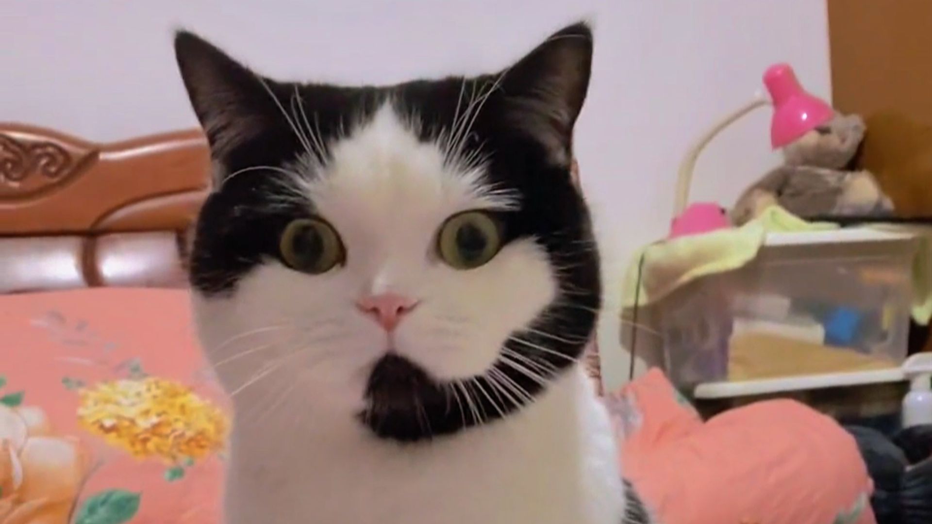 每一只猫猫，都是独一无二的限量版！