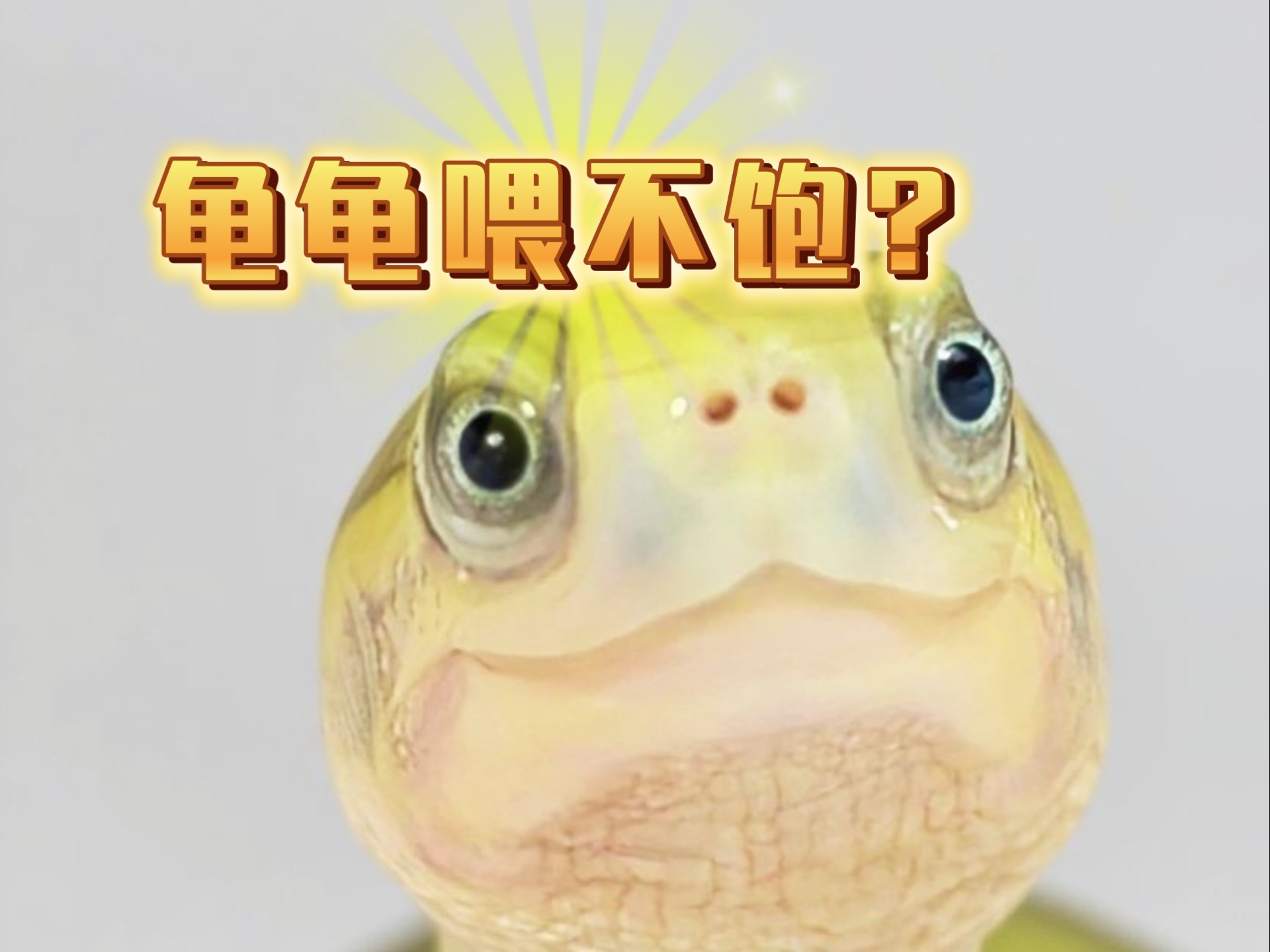龟龟喂不饱？总追着要吃的？这3个科学原因，养龟的都该看看