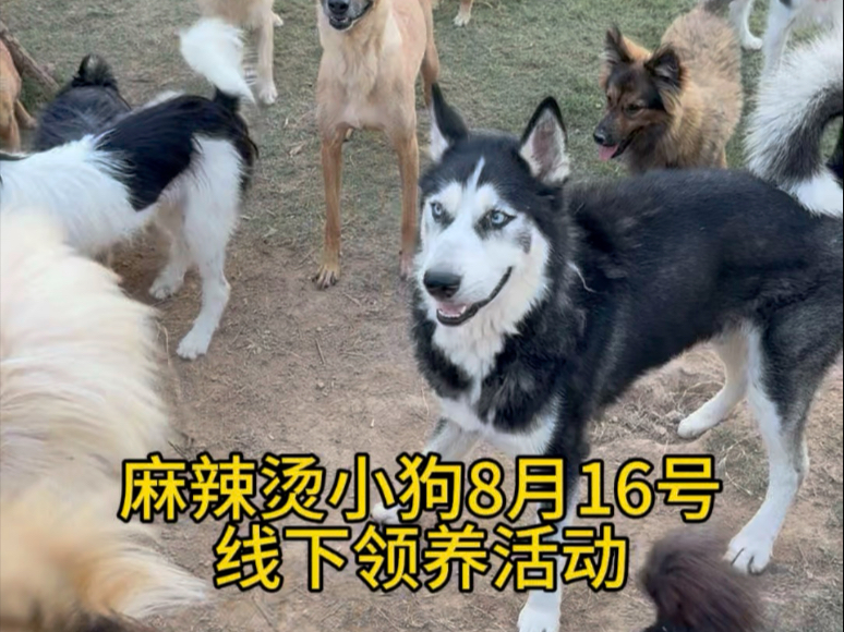 蹭我麻辣烫吃的小狗线下领养活动预告