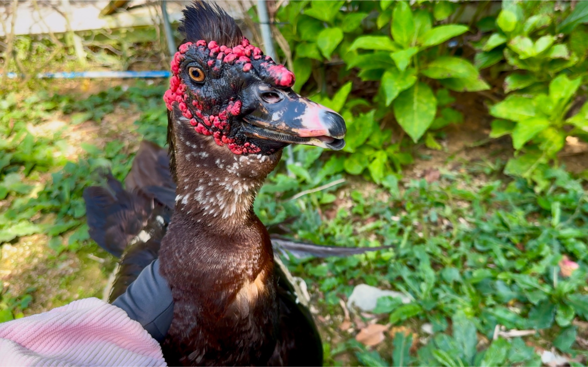 有吃的才能摸摸，鸭子也好现实啊