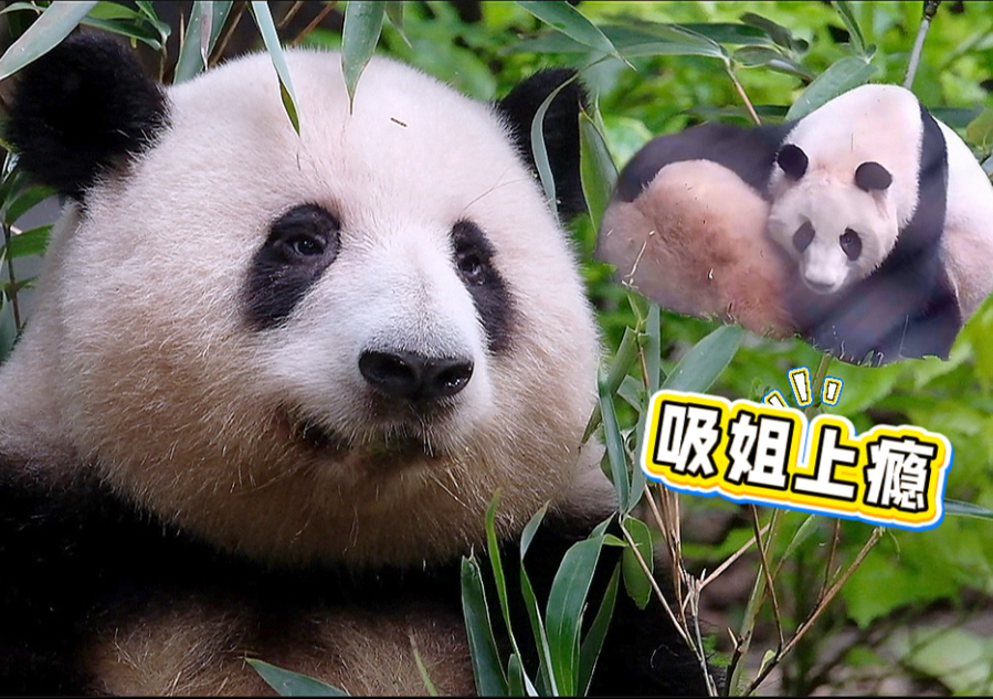 25.08.16 花花手短差点够不着竹子，叶叶一有空就逮着姐姐吸☺️