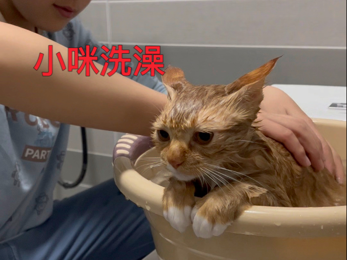猫咪洗澡