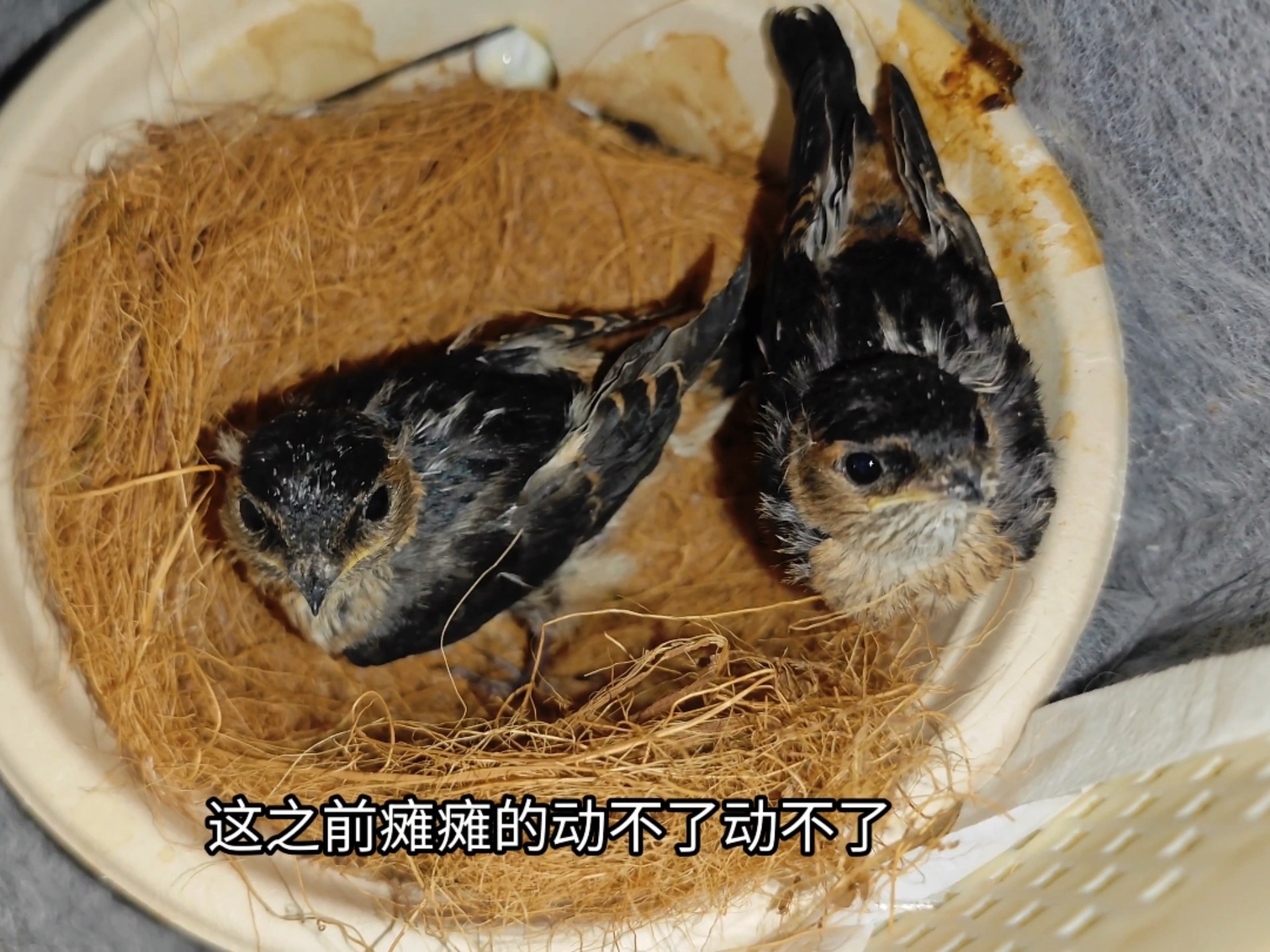 这两只小燕子怕是要留这里过冬了，还没体验过飞行就开始脱毛了