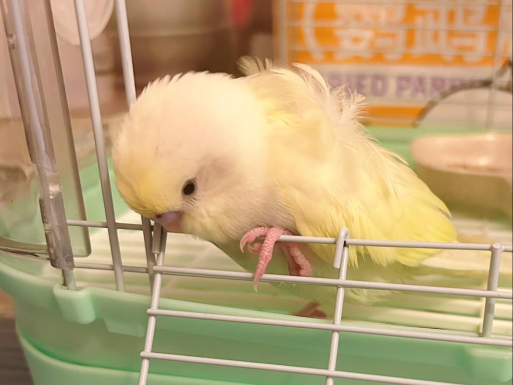 正在迷茫的话，不如看看小鸡是如何坚持的吧