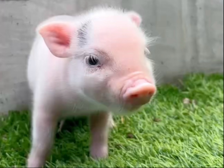 我们需要更多的小粉猪！