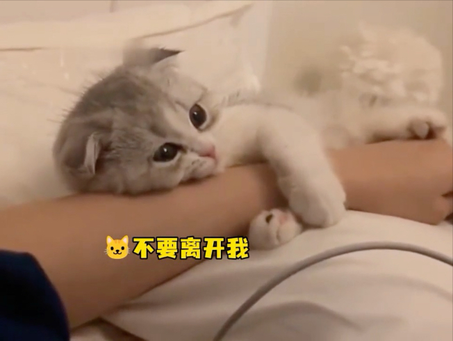 没有人能拒绝一个粘人的小猫咪～