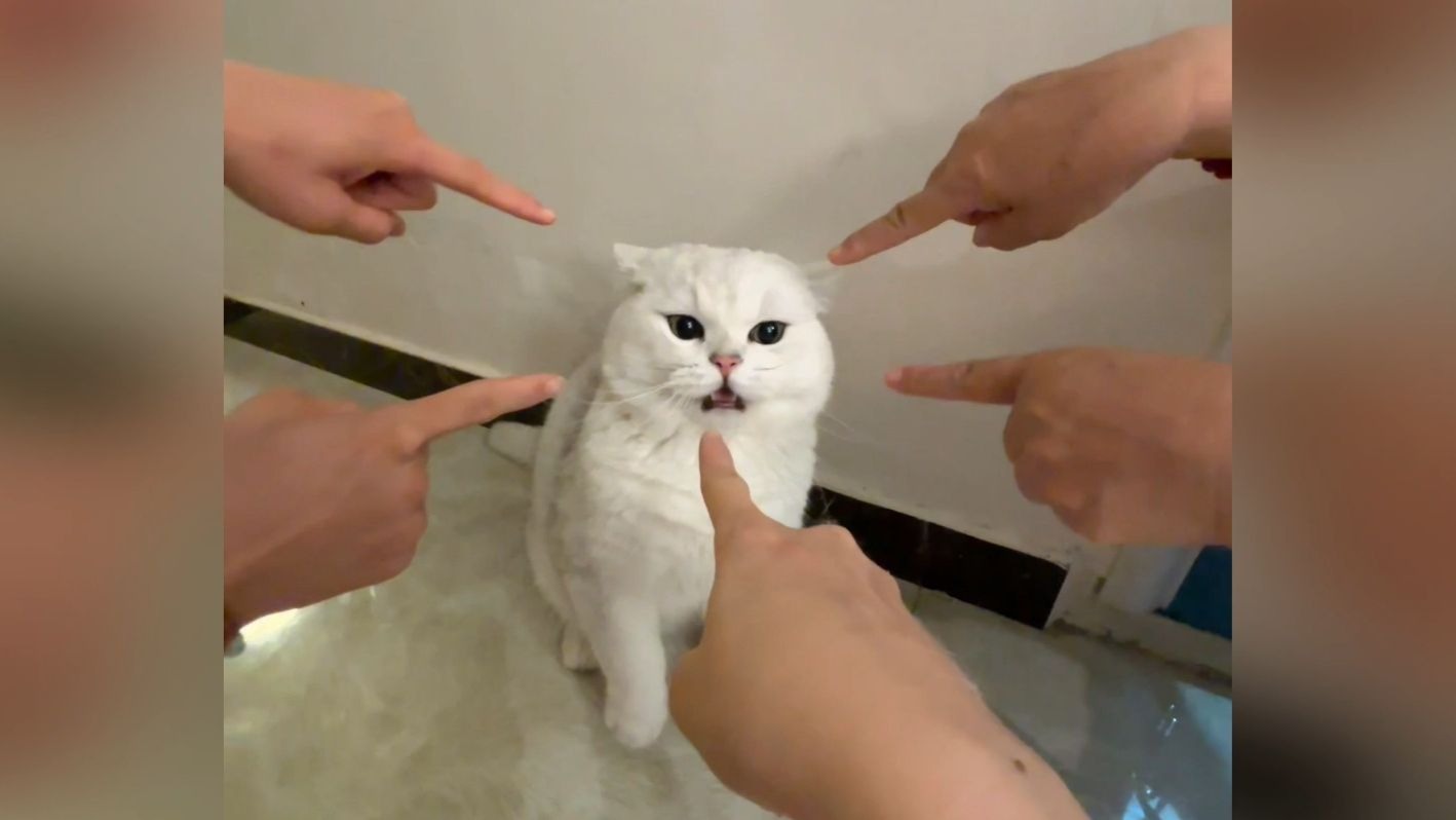 猫：有必要这样吗