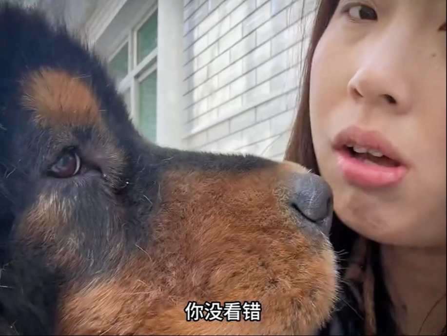 搞笑的狗子