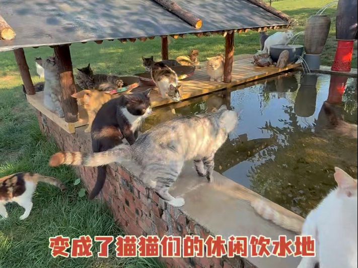 这里由一个臭水沟变为了猫们的饮水休闲地