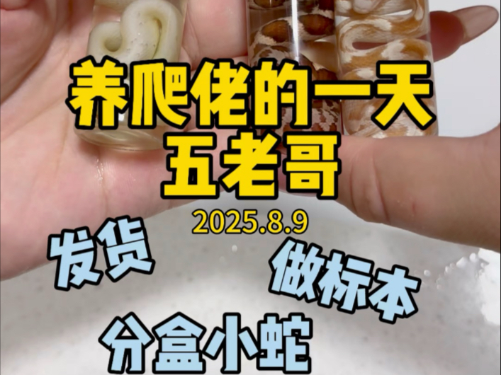 好久没拍做标本了，填挂了的做个浸制吧，别的都回家吧～#宠物蛇#新