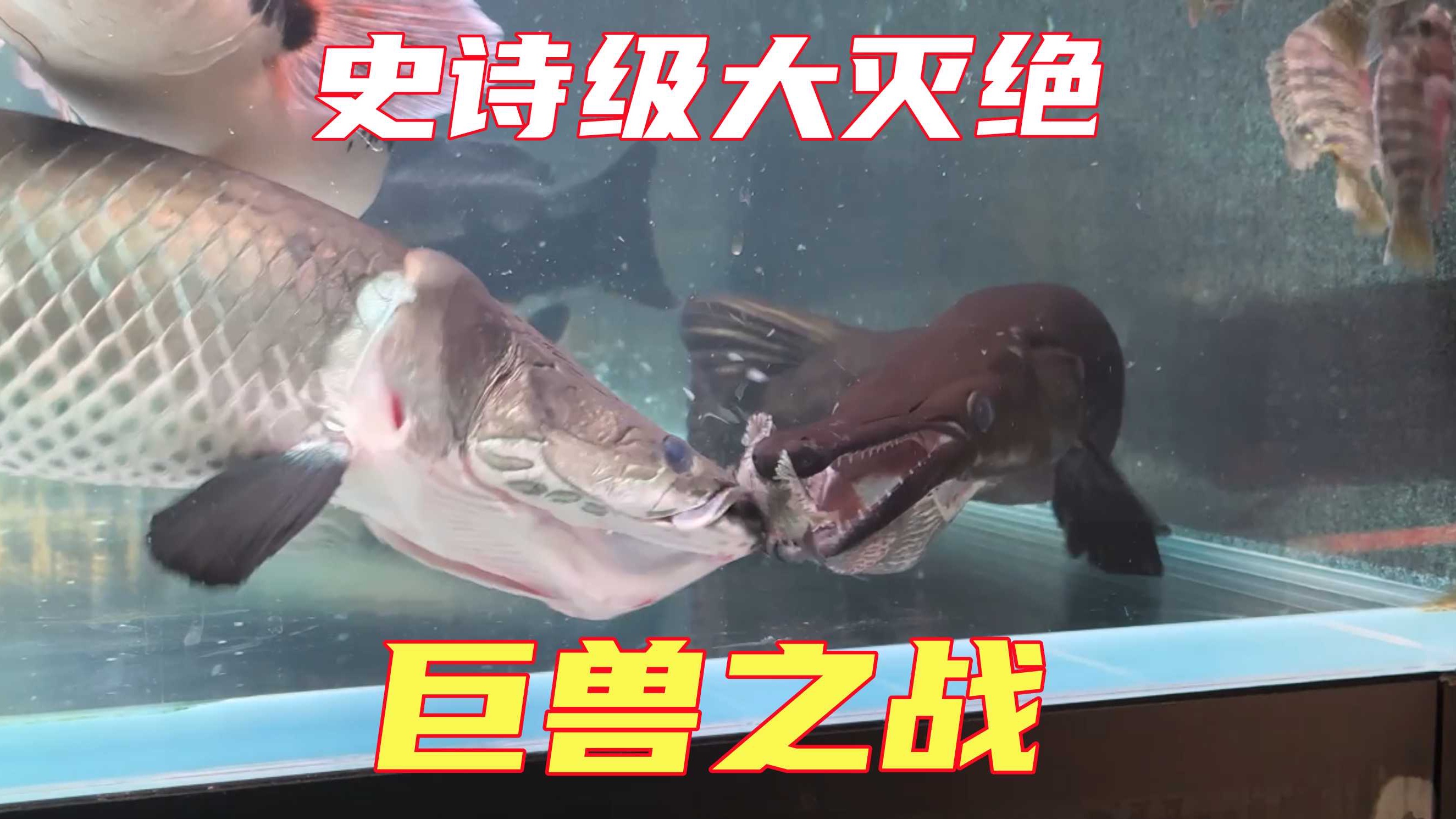 巨骨舌鱼VS鳄雀鳝，1000万条入侵物种执行消灭，究竟谁更强？！