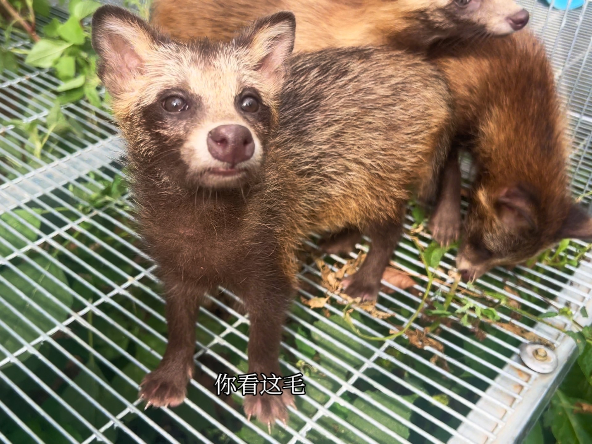 难怪这大貉子老是生无可恋的样子，和他们待几分钟我就受不了了