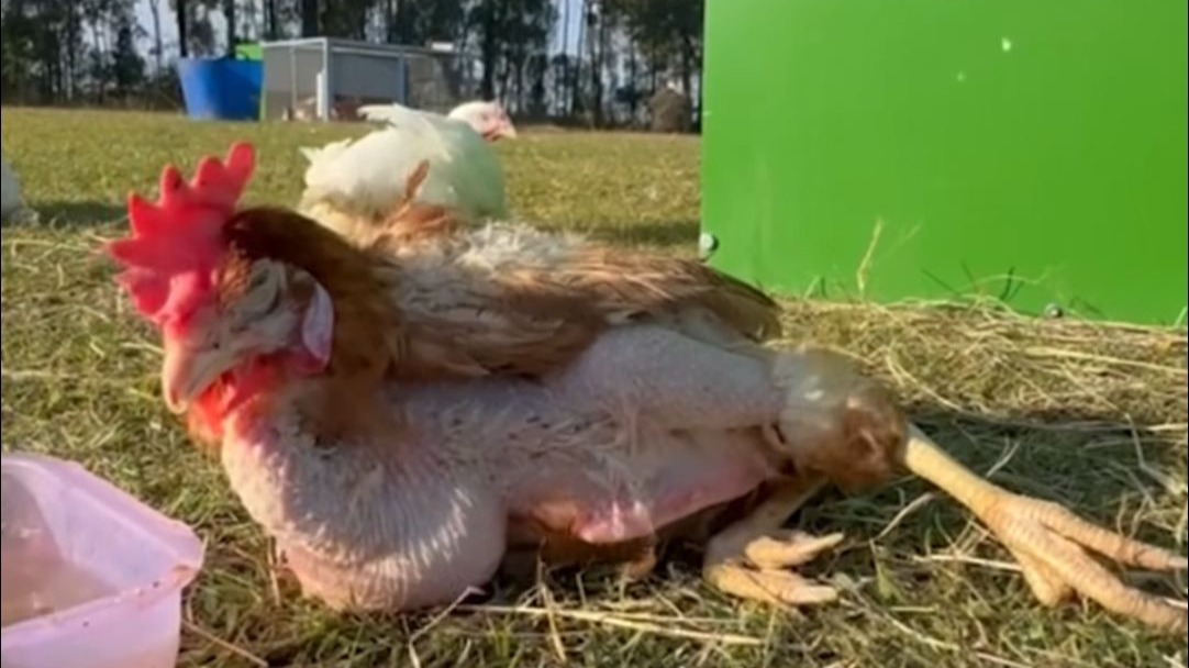 蛋鸡第一次看见外面的世界