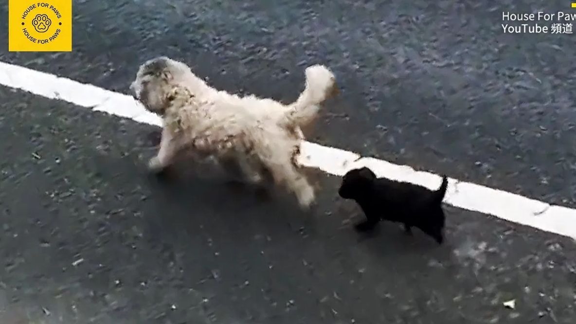 狗妈妈带着她的小狗四处流浪，遇到了另一位妈妈，并最终找到了一