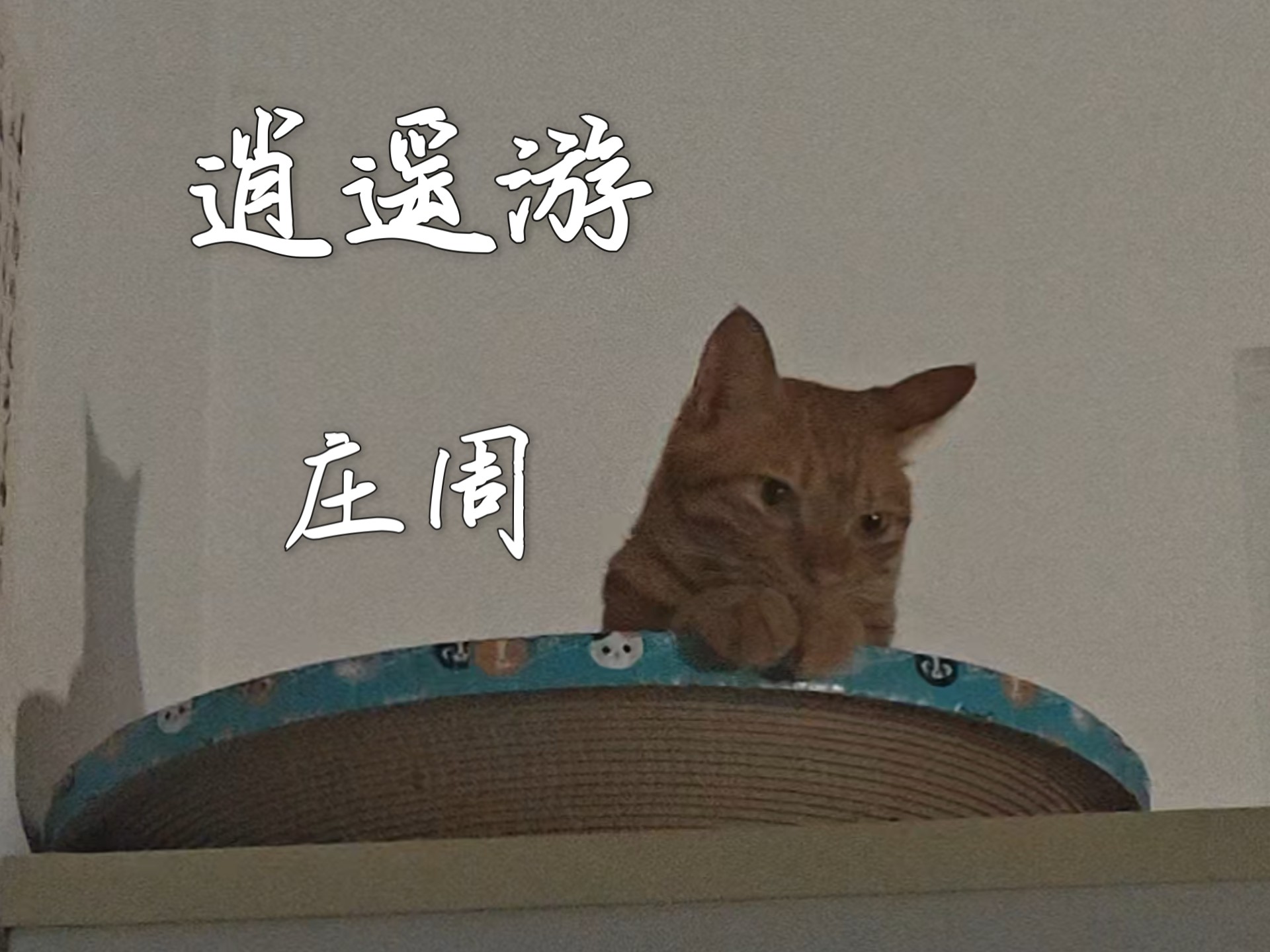 北冥有鱼，咪能吃吗