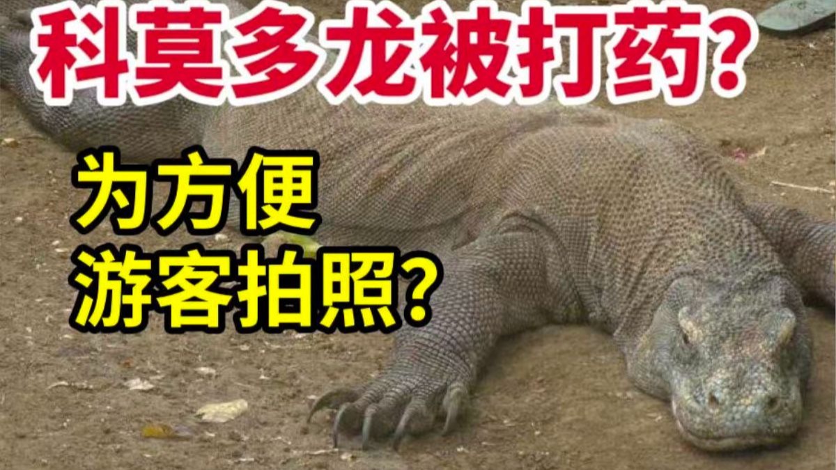 保护区给科莫多巨蜥打安眠药只为方便给游客拍照？那只是巨蜥真