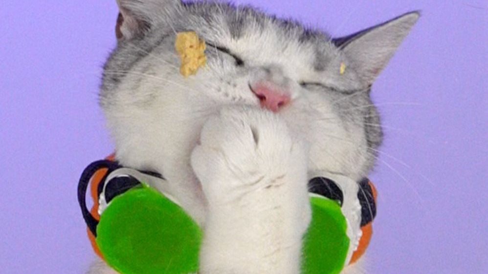 史上最可爱的猫咪吃播！