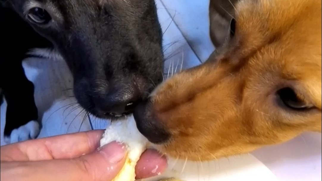 给土狗做椰蓉奶糕吃，是不是宠的有点过分了？