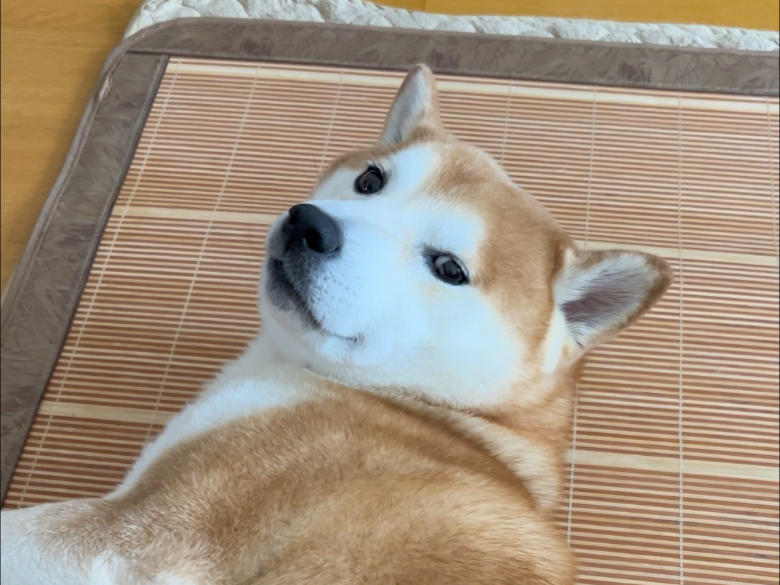 窄窄宝的可爱日常～