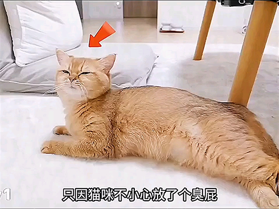 #萌宠解说#萌宠来袭#可爱猫咪