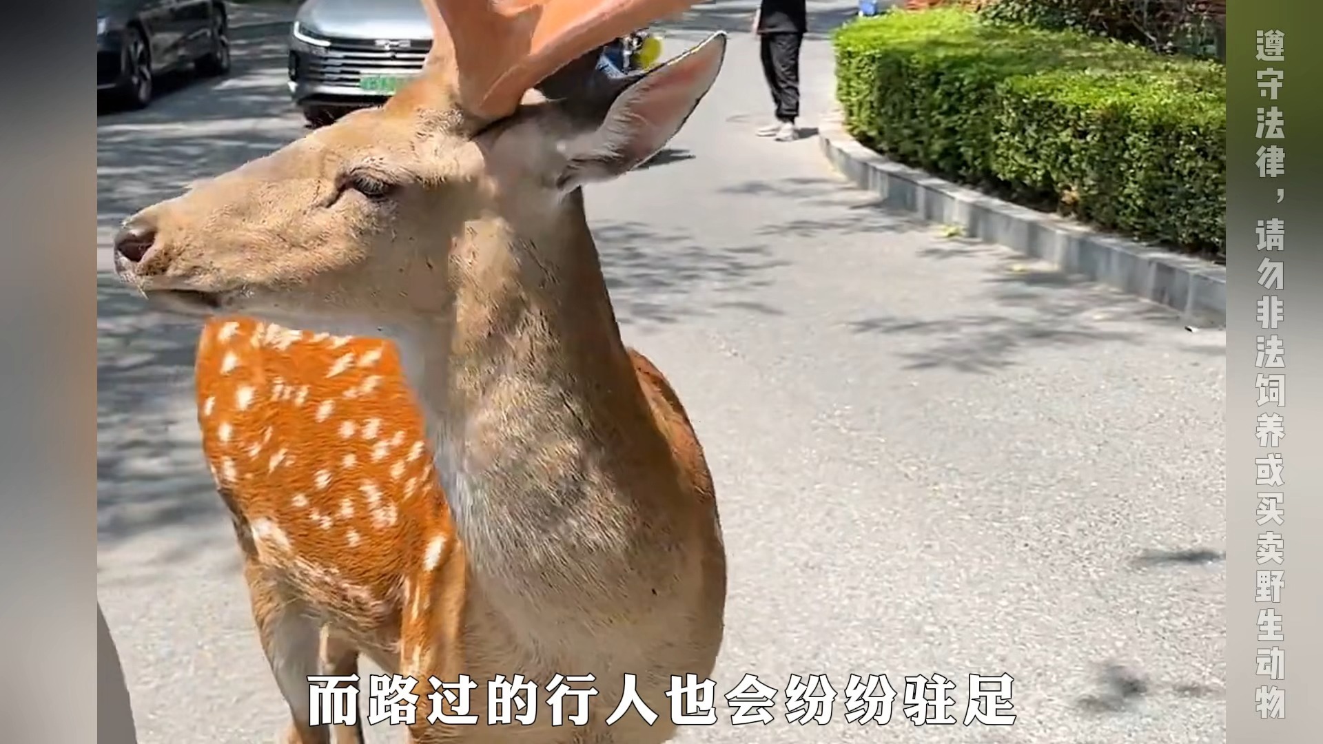 滨海路梅花鹿，被当地人称为活爹，就喜欢顶老头！