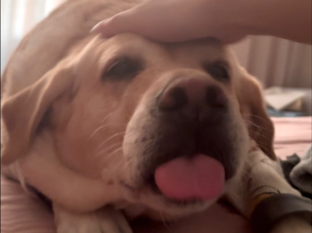 沉浸式撸撸虾头～