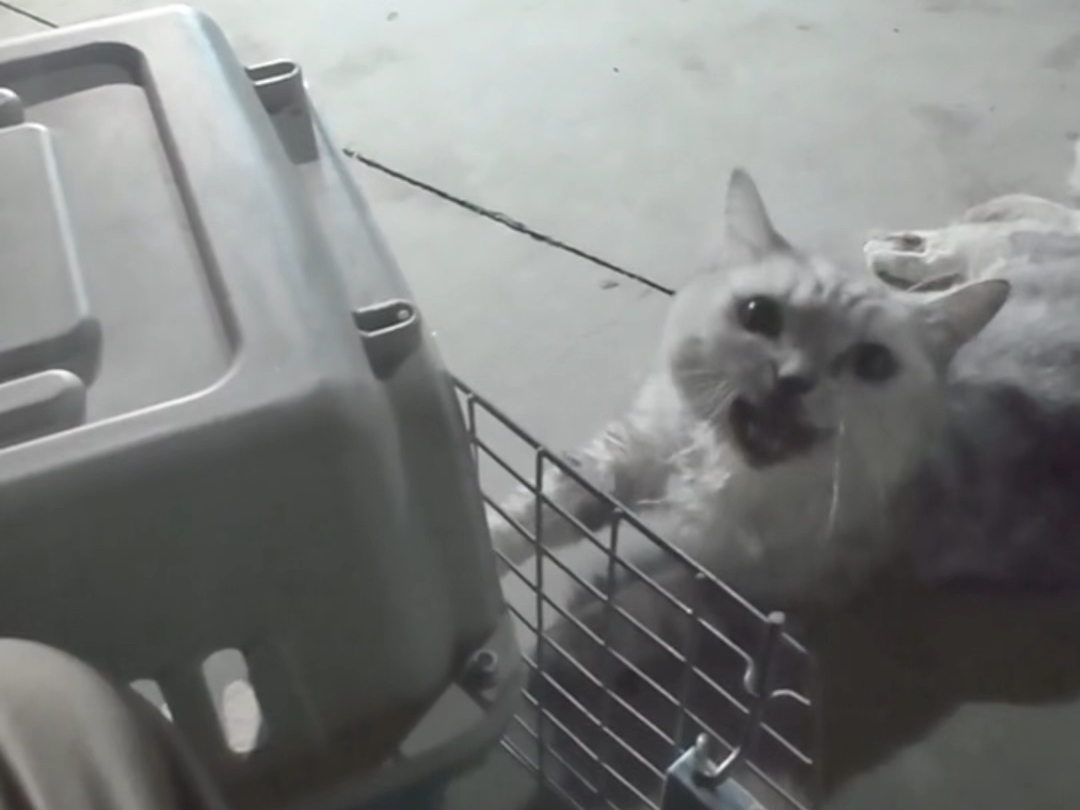 小猫一定要挺住呀