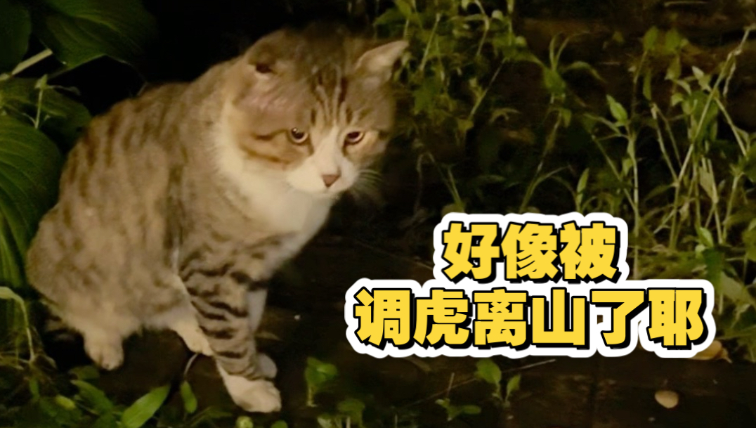 小猫对小猫使用了孙子兵法！