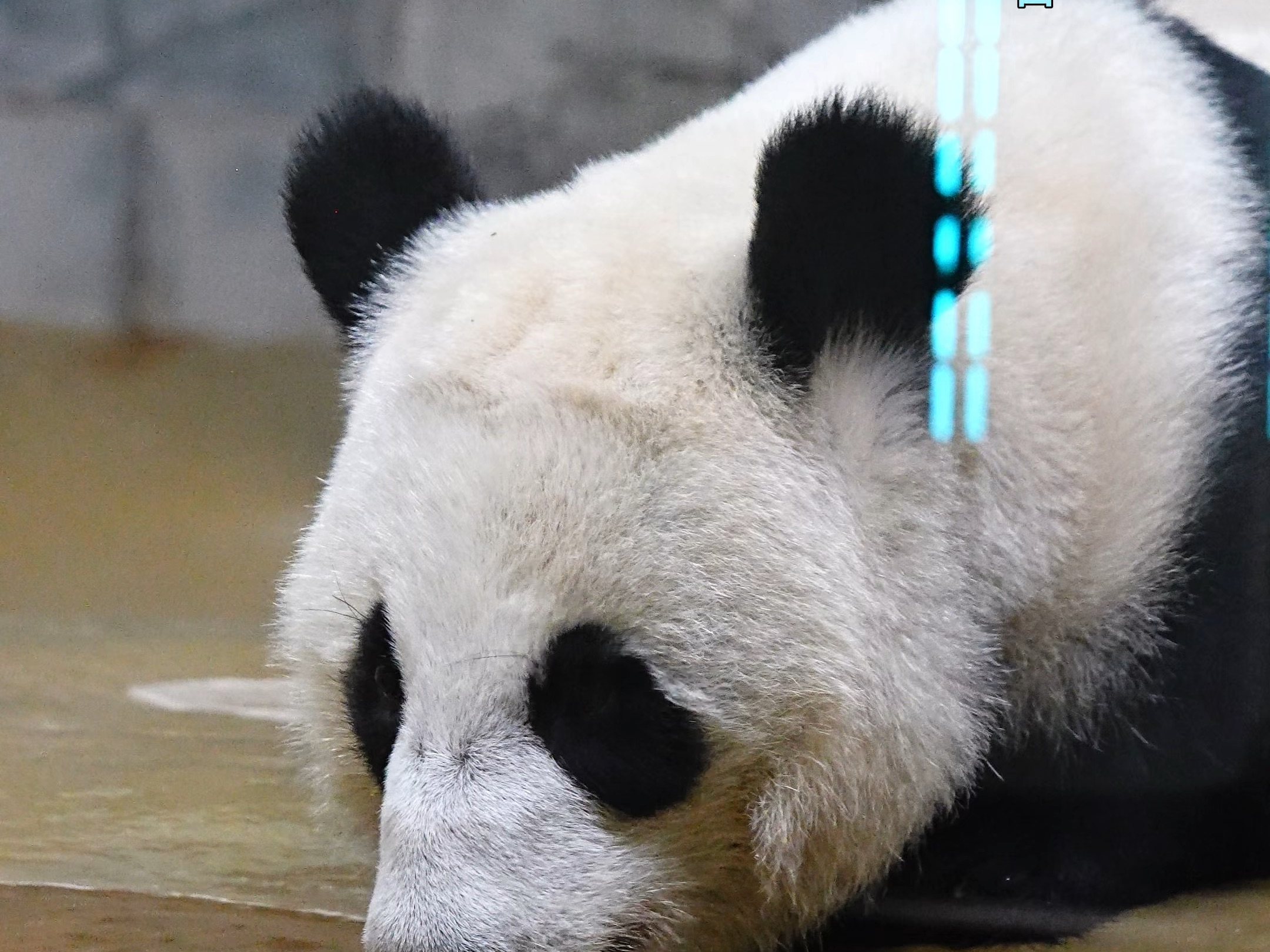 喀秋莎心想老家又来人喽带来了超多喀秋莎的生日贺卡大牌牌儿