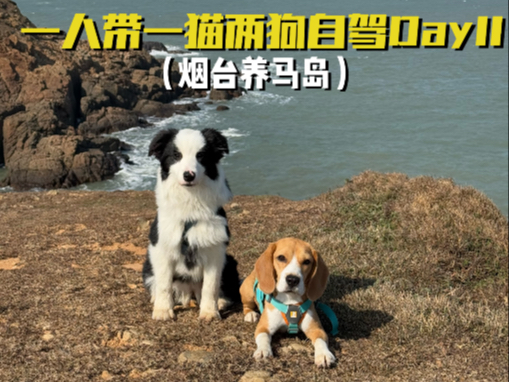 Vlog65｜俺们养狗人 有的是力气