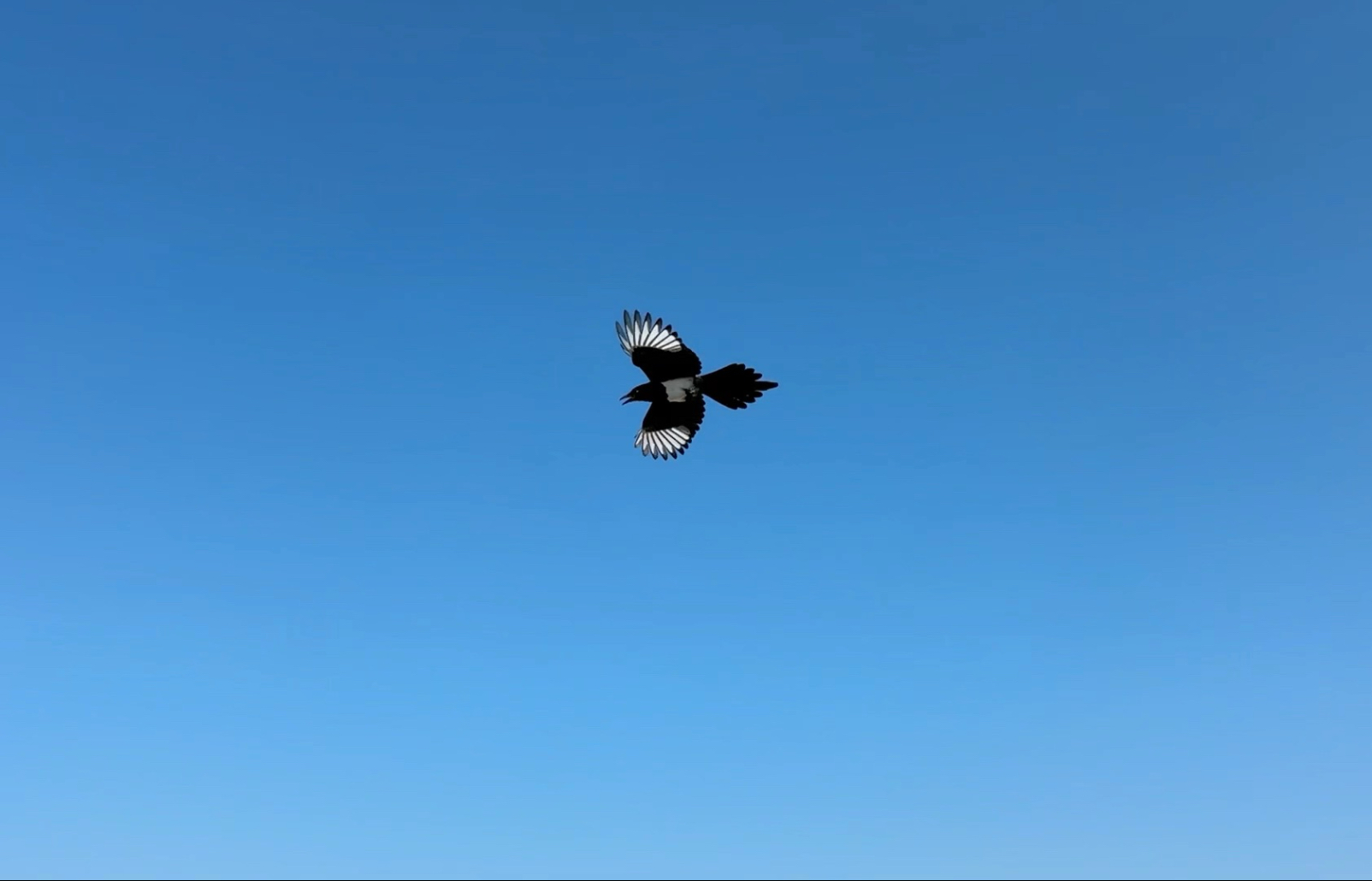 天太热，连鸟都只有早晚出去飞飞