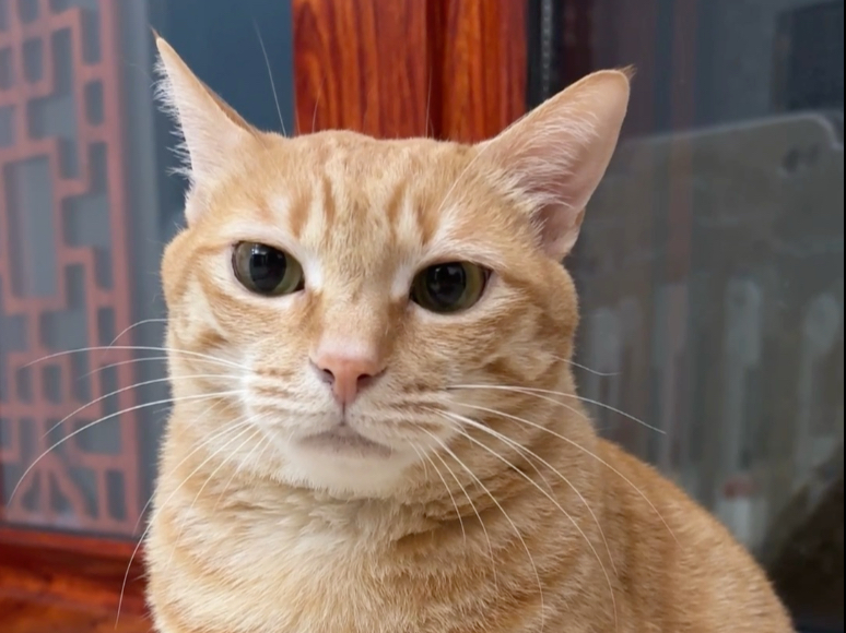 又可爱又可恨！！给我气得牙痒痒