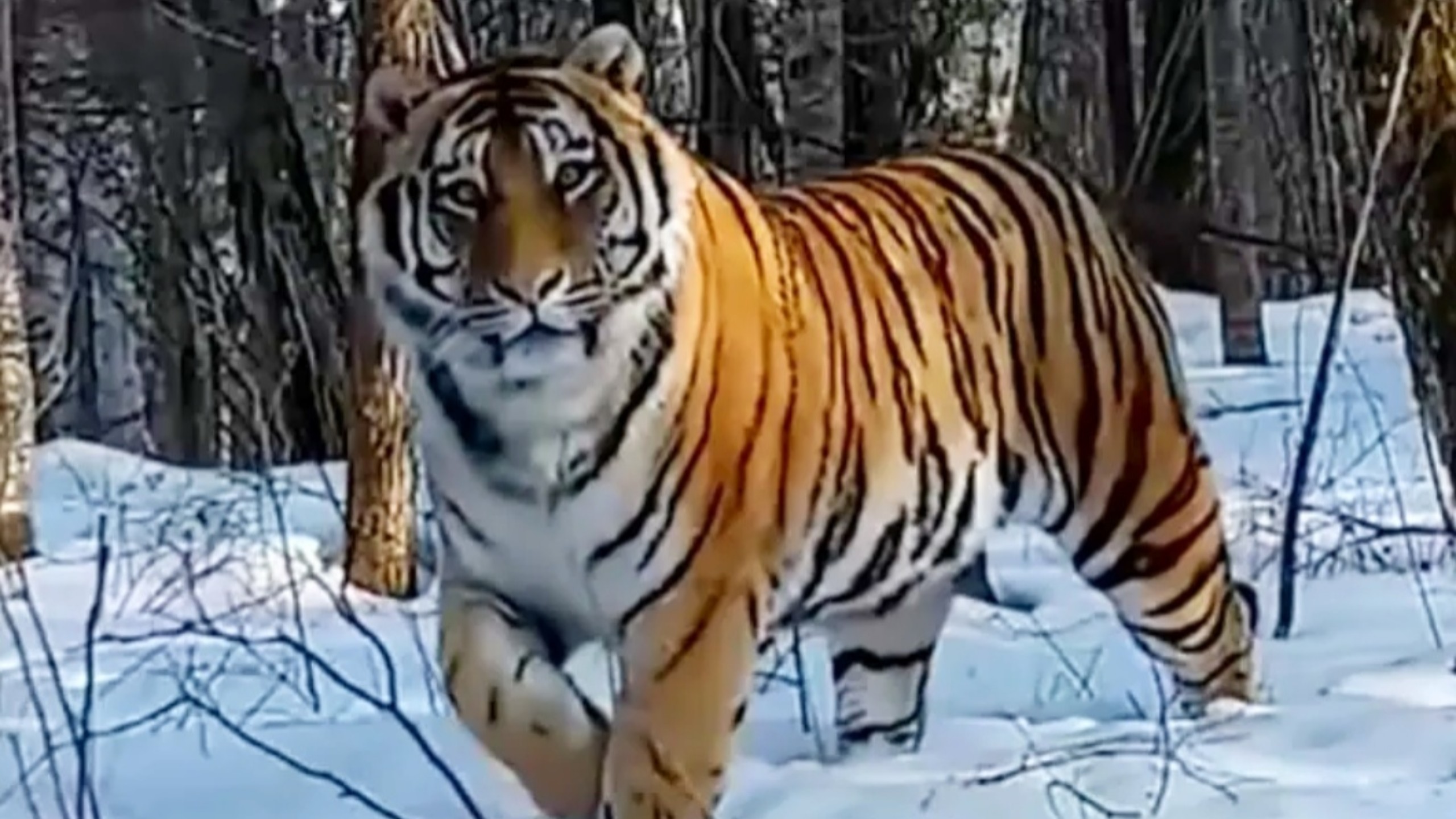 完达山的体型真的有300公斤吗！本期视频给你答案