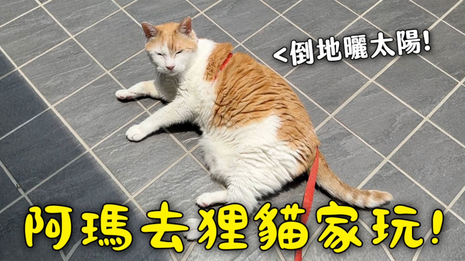 【黃阿瑪的日常】阿瑪去狸貓家玩！在陽台倒地曬太陽！