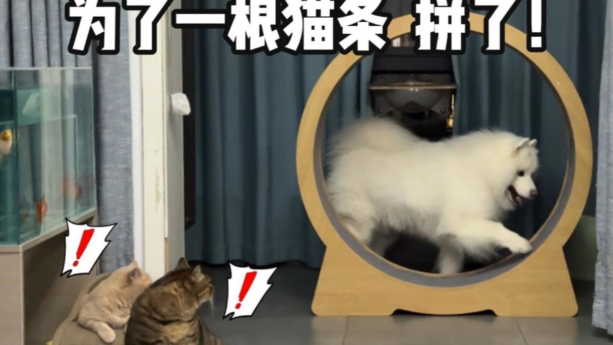 为了一口猫条，小羊能做到什么地步！