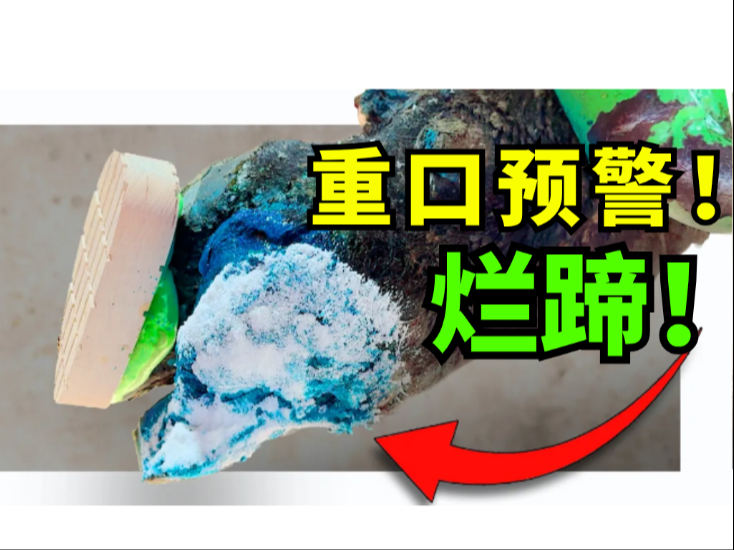 【沉浸式修蹄】堪称“天花板级”烂蹄！修完牛牛直接跪地…