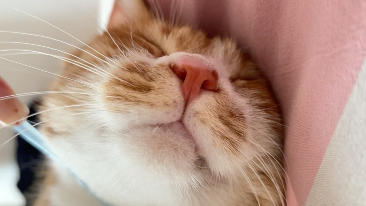 沉浸式梳毛毛(需调高音量)