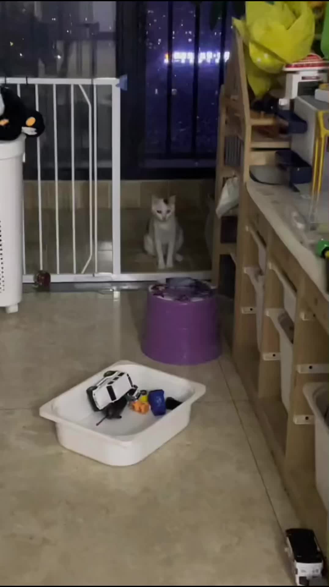 拉我陪产的流浪猫妈向我求助救老二崽崽（前段时间的视频）