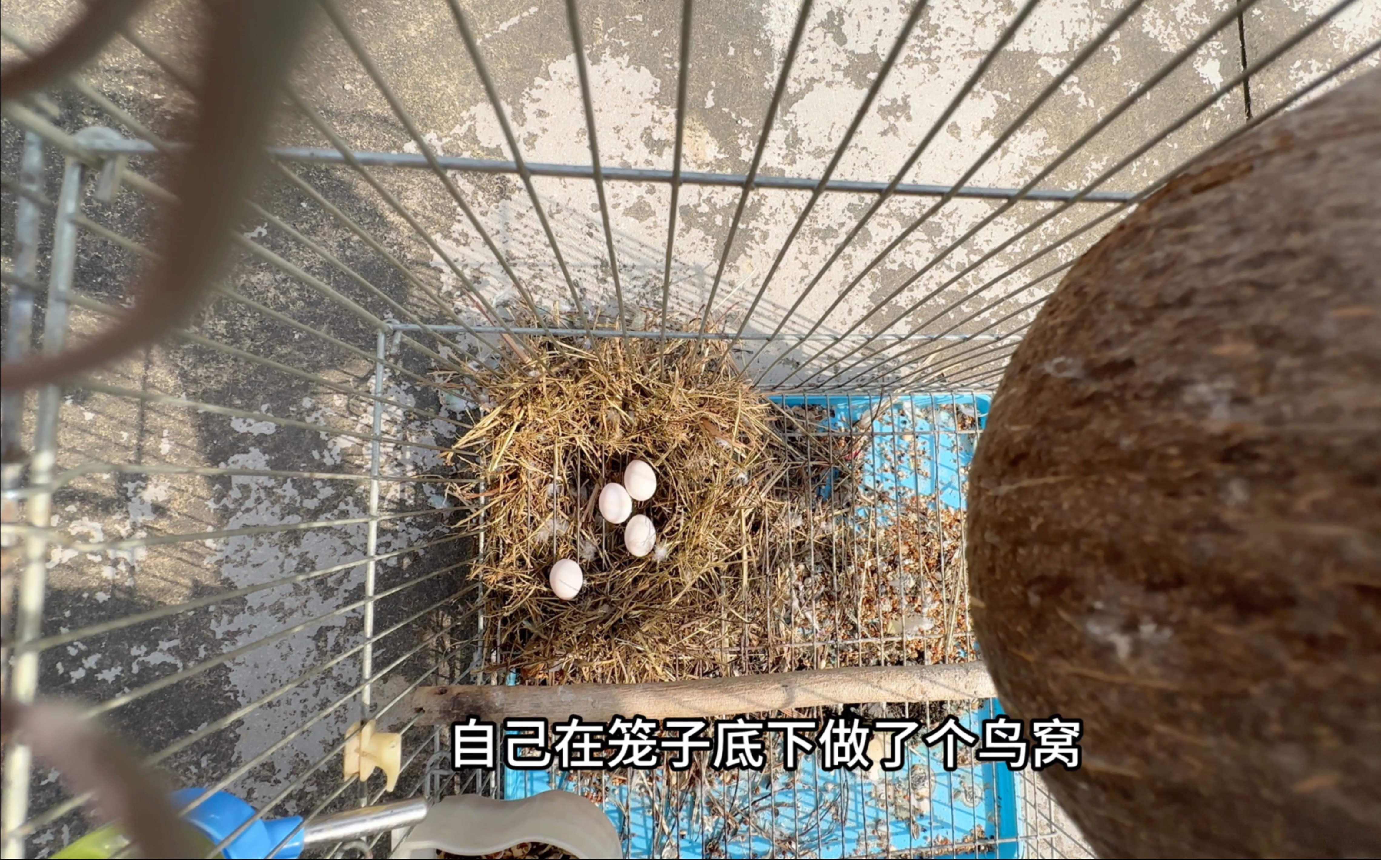 它竟然在笼底做成了鸟窝下了几个蛋