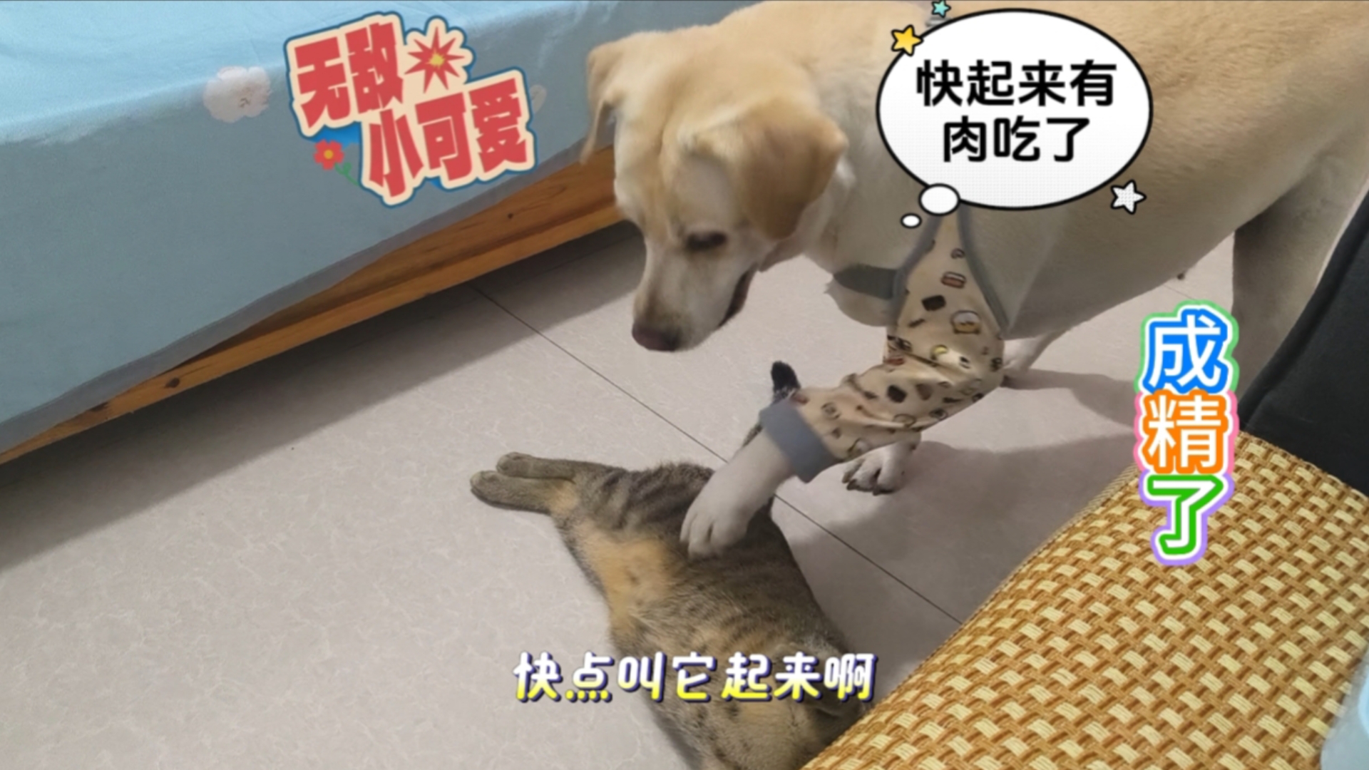 连猫和狗都这么现实了吗？